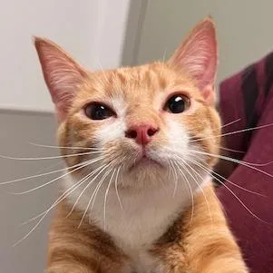 A young medium-sized female Orange / Red Domestic Short Hair cat named Daisy for adoption in Pittsburgh, PA