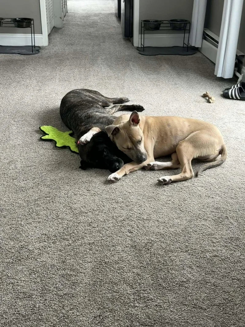 A young large-sized male Pit Bull Terrier dog named Indi for adoption in Troy, MI
