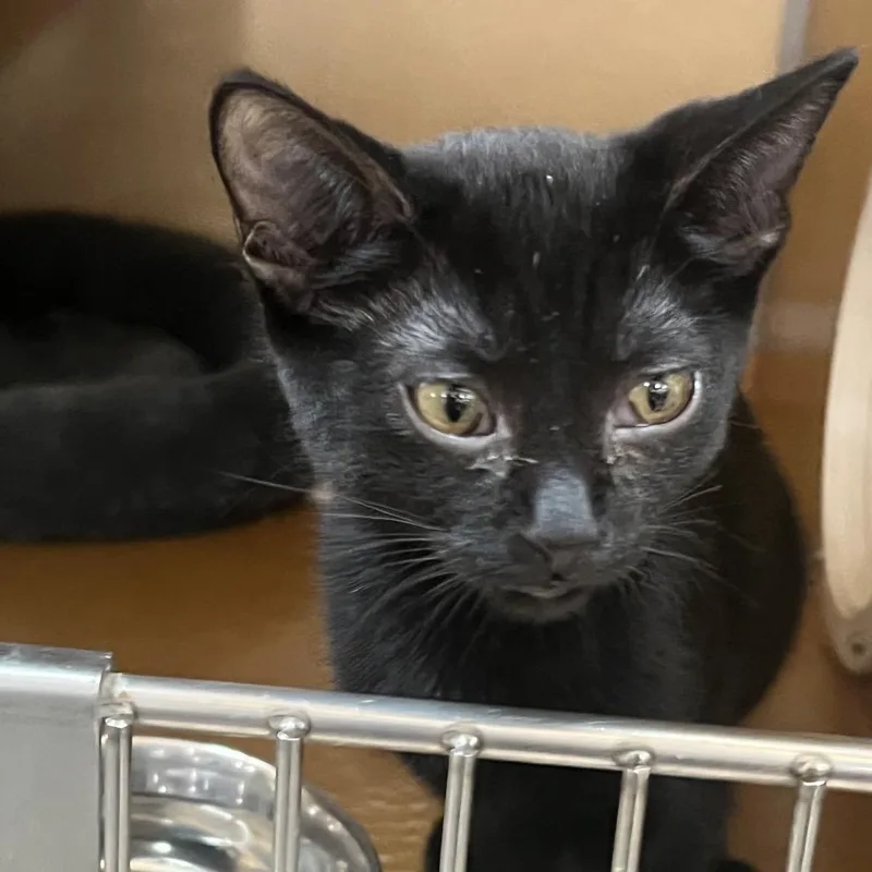 A baby small-sized female Black Domestic Short Hair cat named FWT May for adoption in Midland, TX