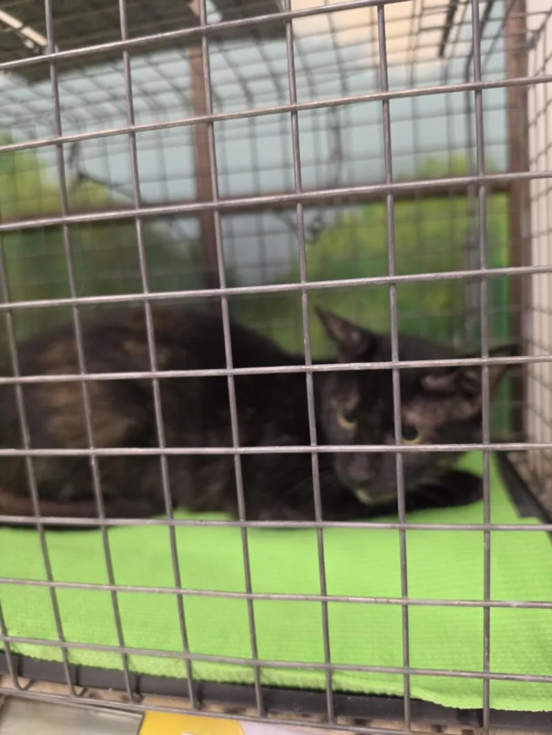 An adult large-sized female Domestic Short Hair cat named Loly for adoption in Houston, TX