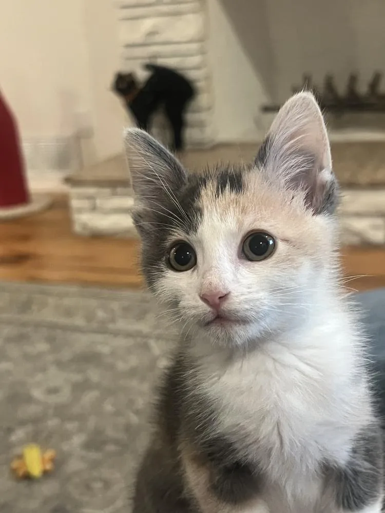 A baby small-sized female Calico cat named Flying Squirrel for adoption in Dallas, TX