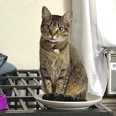 An adult medium-sized female Tabby (Brown / Chocolate) Tabby cat named Willow Mae for adoption in Salt Lake City, UT