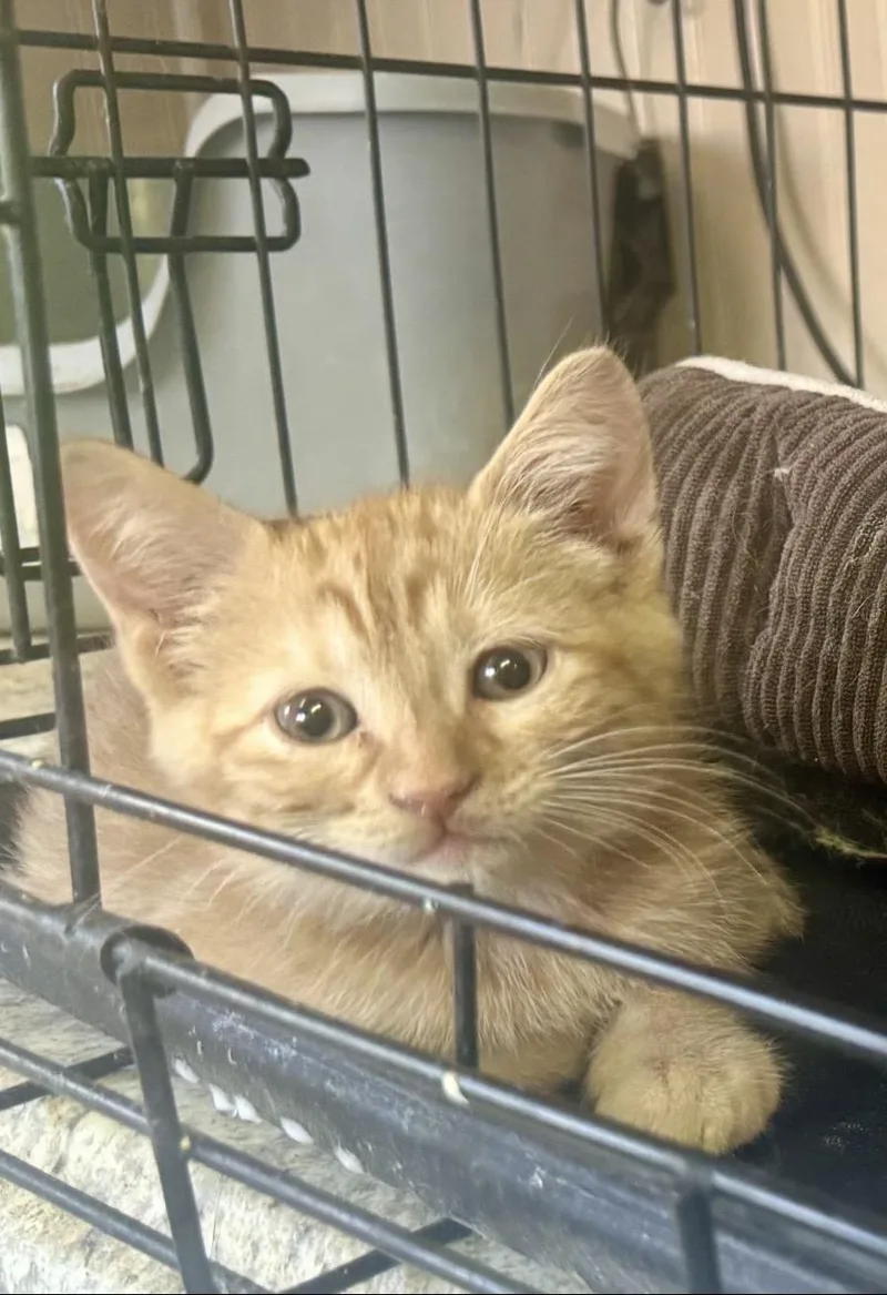 A baby small-sized male Domestic Short Hair cat named Maverik for adoption in Hurricane, UT