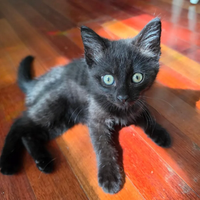 A baby small-sized male Black Domestic Short Hair cat named Zini for adoption in Springfield, IL