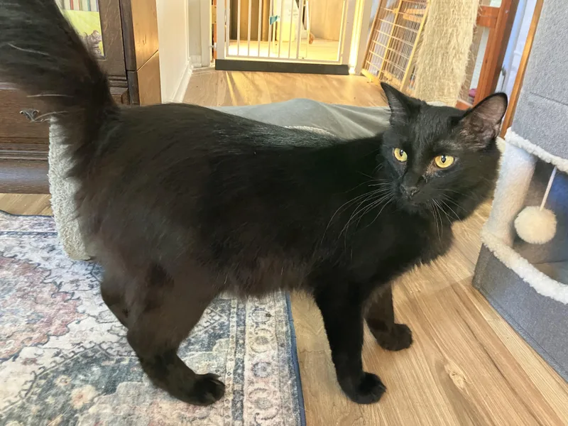 An adult medium-sized male Black Domestic Long Hair cat named Gambit for adoption in Crockett, CA