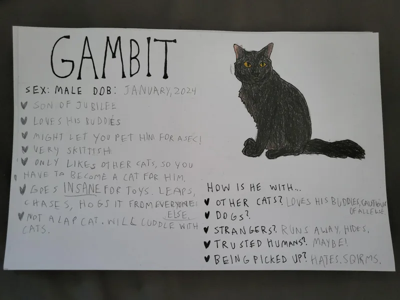Gambit thumbnail 2