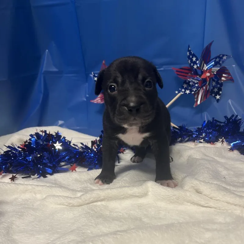 A baby small-sized male Black Mixed Breed dog named Gizmoblue for adoption in Greenville, PA