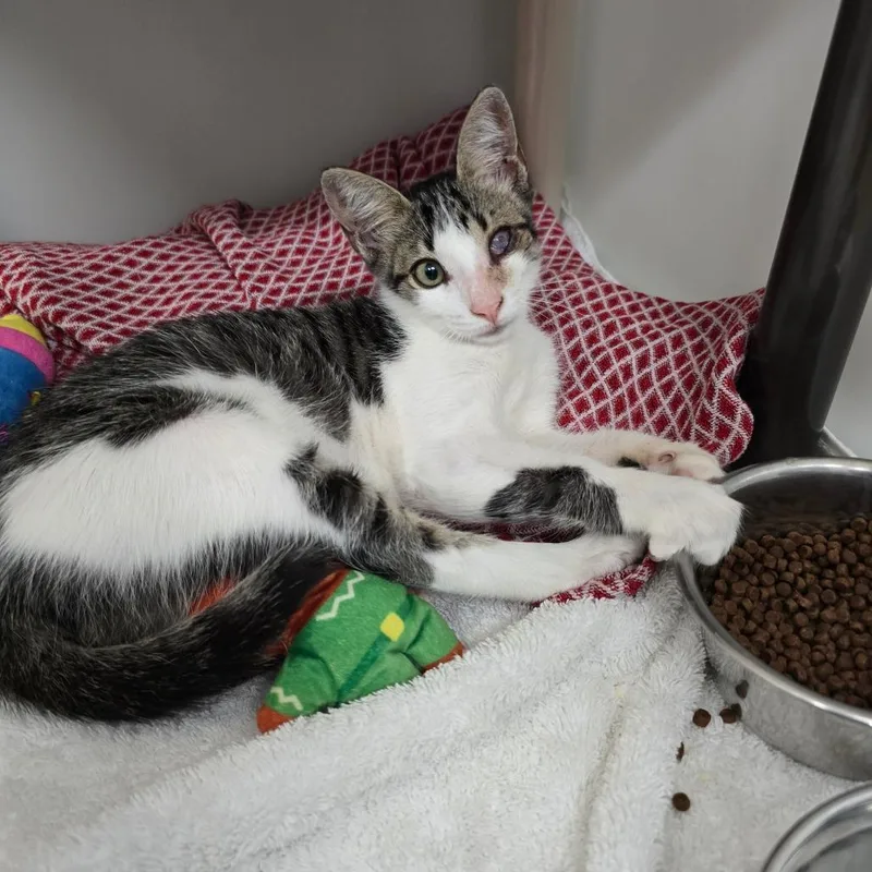 A baby medium-sized male White Domestic Short Hair cat named Axel for adoption in Naples, FL