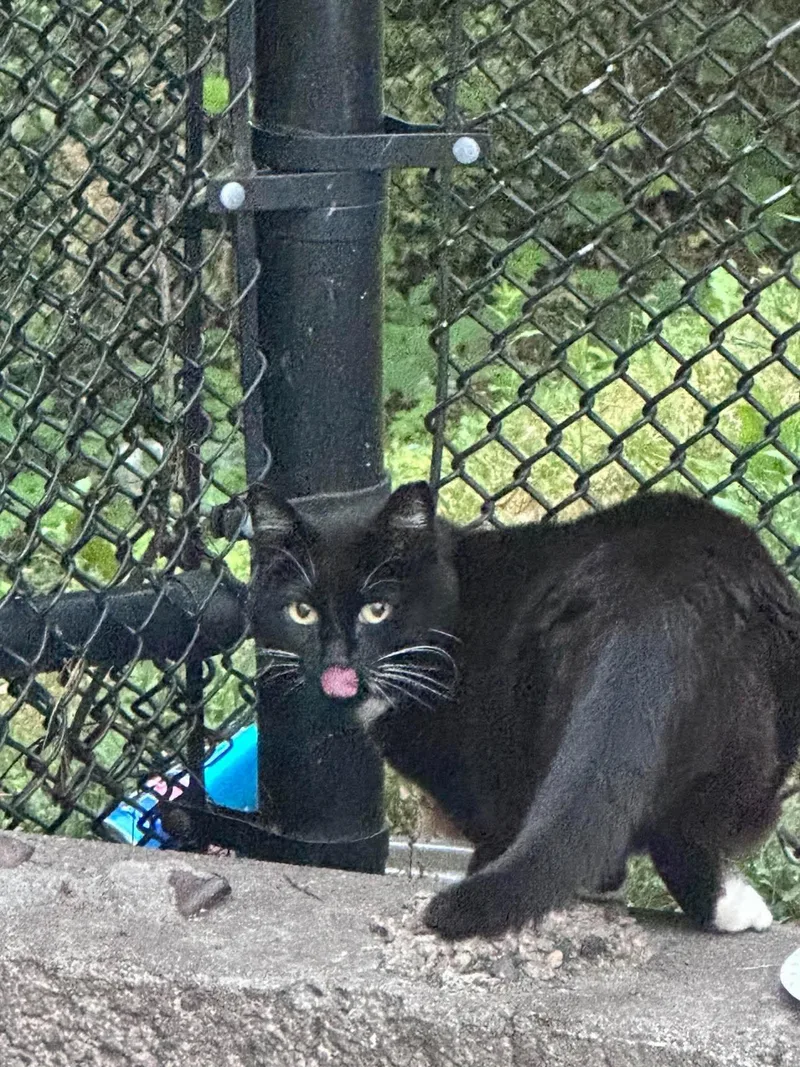A senior medium-sized female Black & White / Tuxedo Domestic Short Hair cat named Mama Tux for adoption in Roslindale, MA