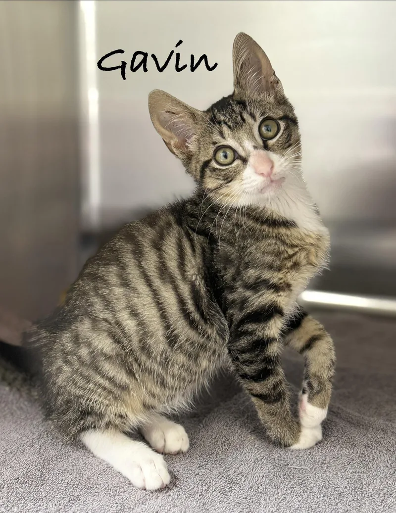 A baby medium-sized male Tabby (Gray / Blue / Silver) Domestic Short Hair cat named Gavin for adoption in Pawleys Island, SC