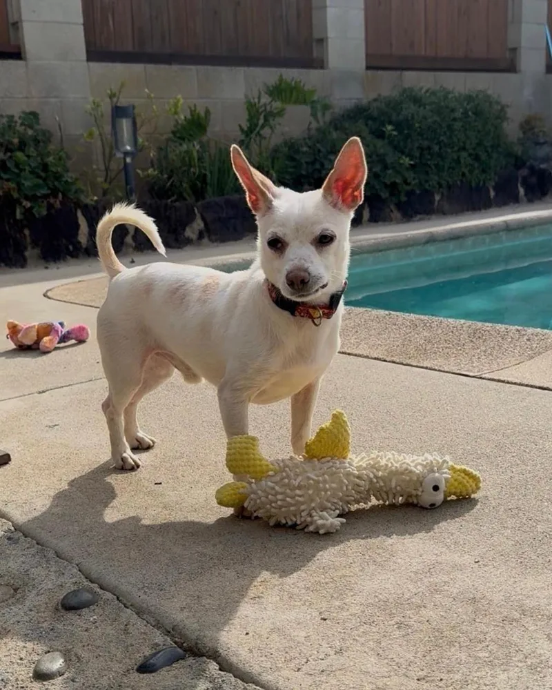 A baby small-sized male White / Cream Chihuahua dog named Danny for adoption in Los Angeles, CA
