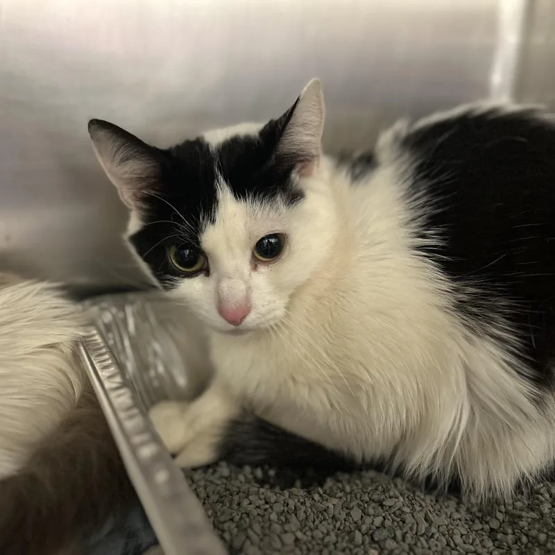 A young medium-sized female Black Domestic Short Hair cat named Knicks for adoption in Matteson, IL