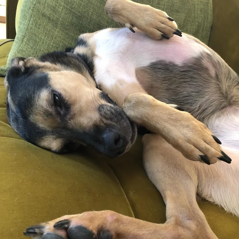A senior medium-sized female Black American Foxhound dog named Hannah for adoption in Cashmere, WA
