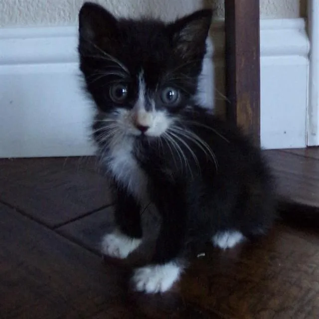 A baby small-sized male Domestic Medium Hair cat named Carter for adoption in Auburn, CA