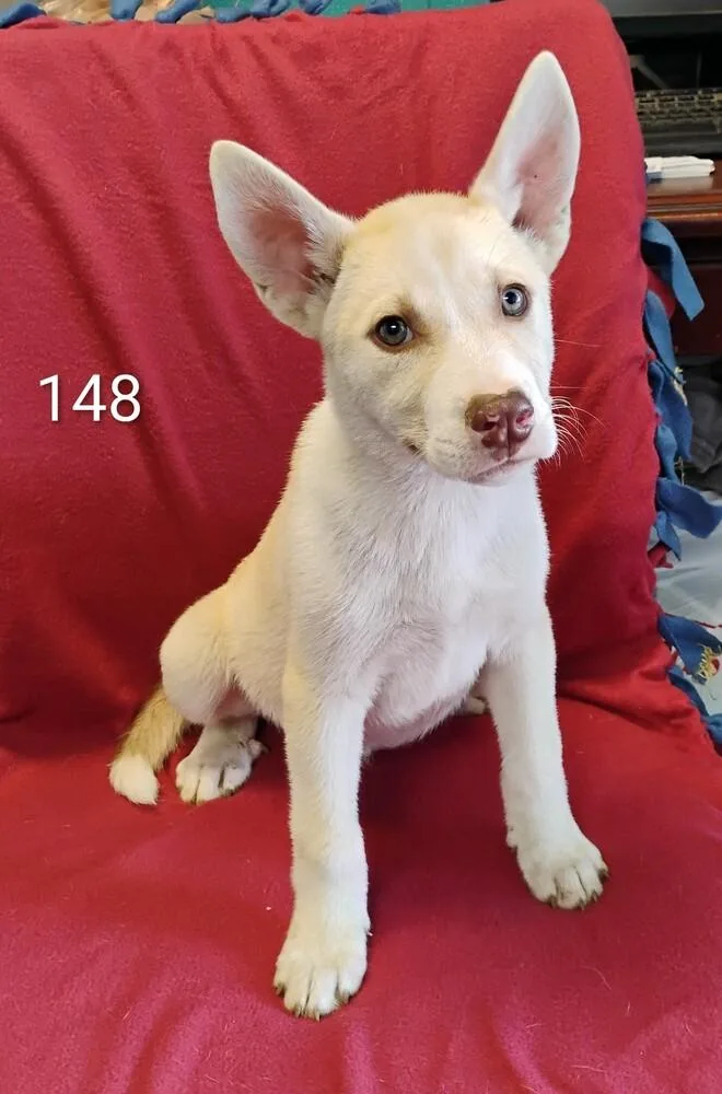 A baby medium-sized male Husky dog named Phillip for adoption in New Lexington, OH
