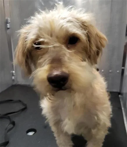 A young large-sized male Terrier dog named Sampson for adoption in San Antonio, TX