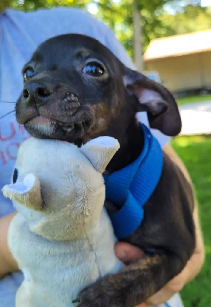 Theodore thumbnail 4