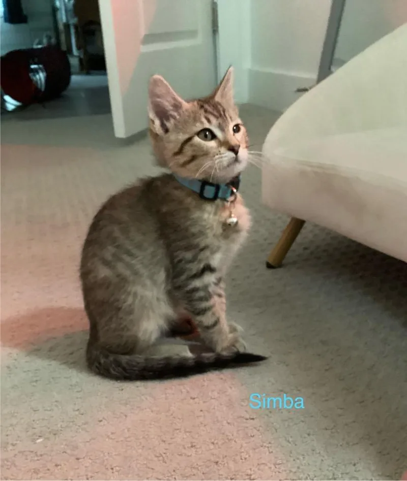 Simba