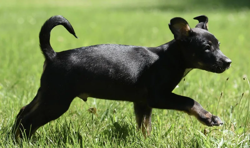A baby large-sized male German Shepherd Dog dog named Oliver for adoption in Mechanicsburg, PA
