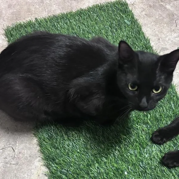 An adult medium-sized female Black Domestic Short Hair cat named Cleopatra for adoption in Houston, TX