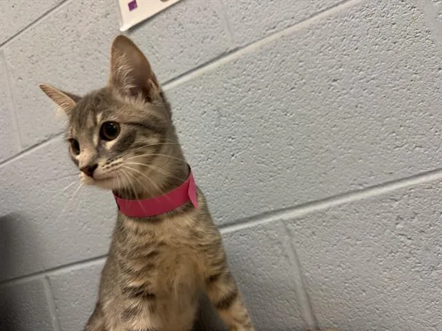 A baby medium-sized female Domestic Short Hair cat named River for adoption in Grand Prairie, TX