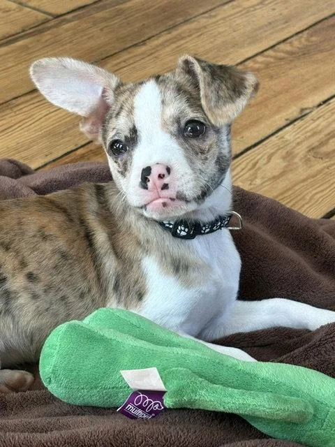 A baby small-sized male Chihuahua dog named Bailey for adoption in North Prairie, WI