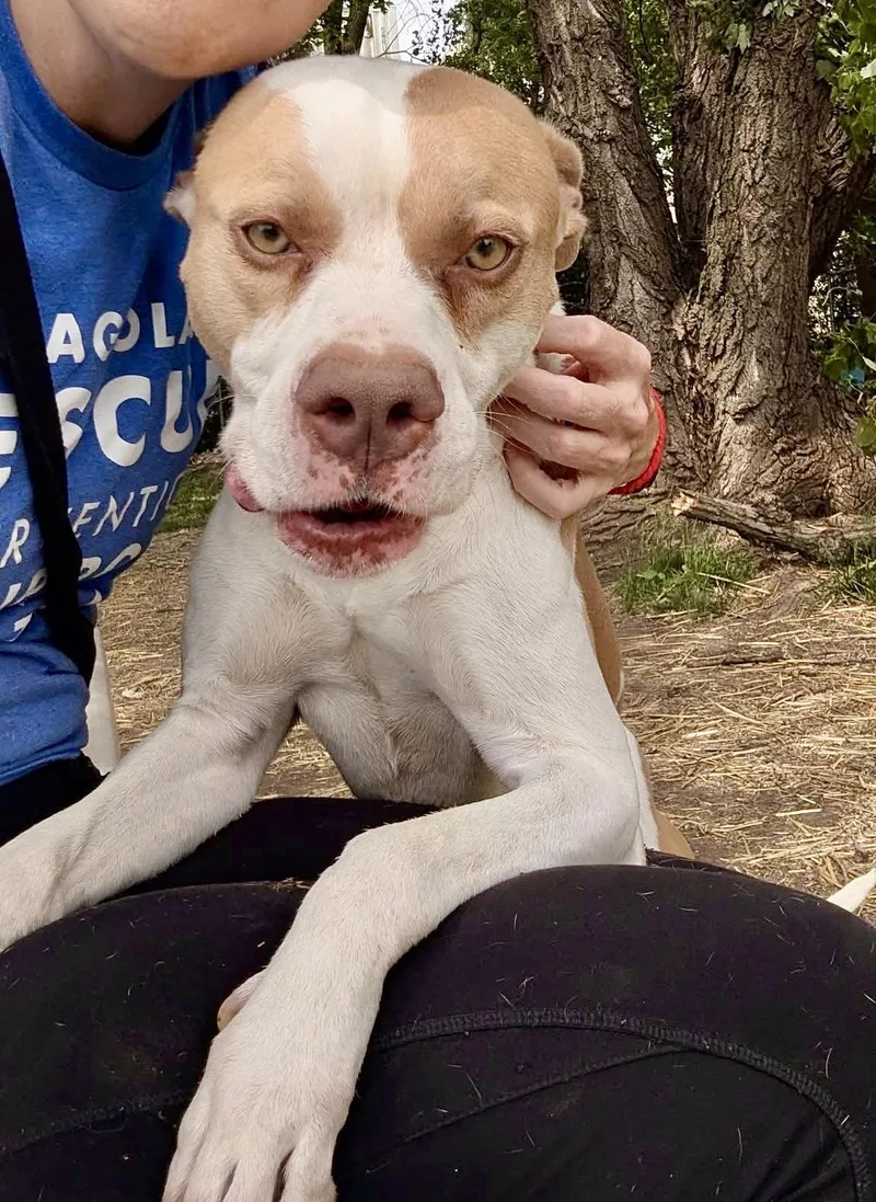 An adult medium-sized male Yellow / Tan / Blond / Fawn Pit Bull Terrier dog named Leo for adoption in Chicago, IL