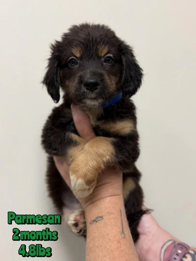 A baby small-sized male Mixed Breed dog named Parmesan for adoption in Holbrook, NY