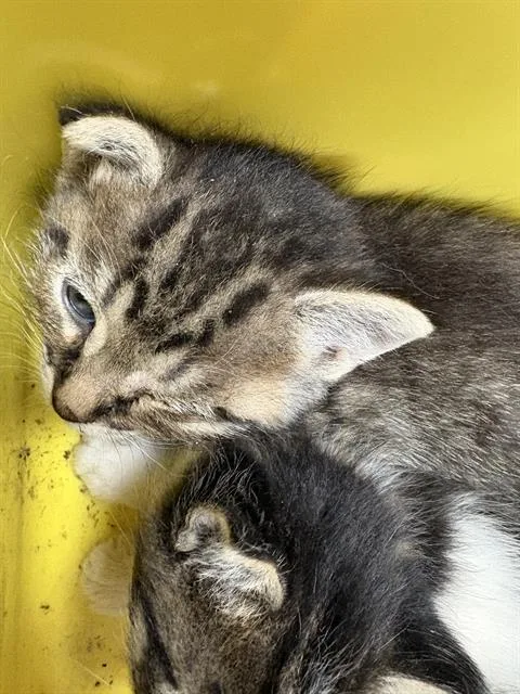 A baby small-sized male Domestic Short Hair cat named Walter for adoption in Fort Walton Beach, FL