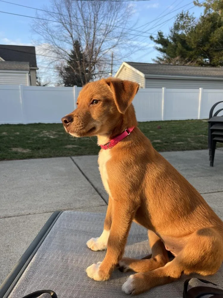 A baby medium-sized female Labrador Retriever dog named Cheeto for adoption in Plymouth, MI