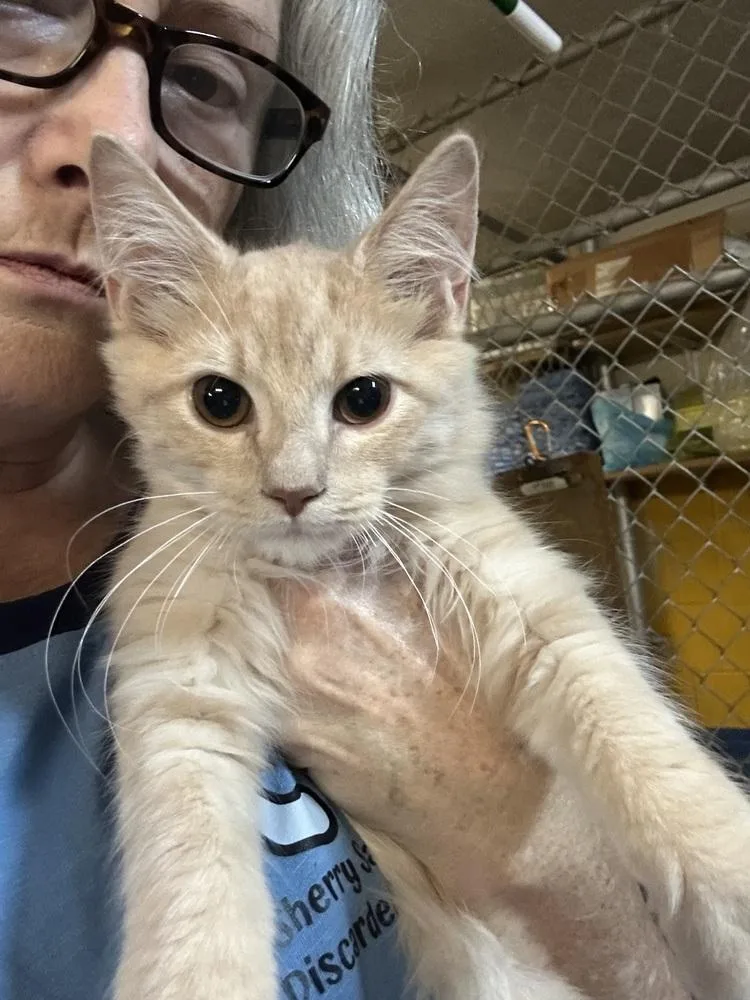 A baby small-sized male Domestic Short Hair cat named Taco for adoption in Ellijay, GA