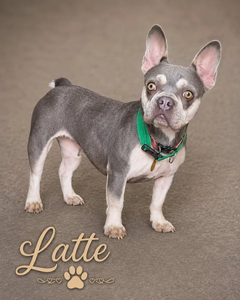 A young small-sized female Brindle French Bulldog dog named Latte for adoption in North Olmsted, OH
