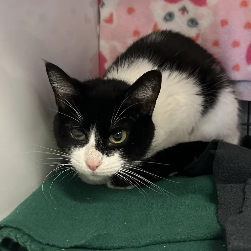 Milkshake thumbnail 2