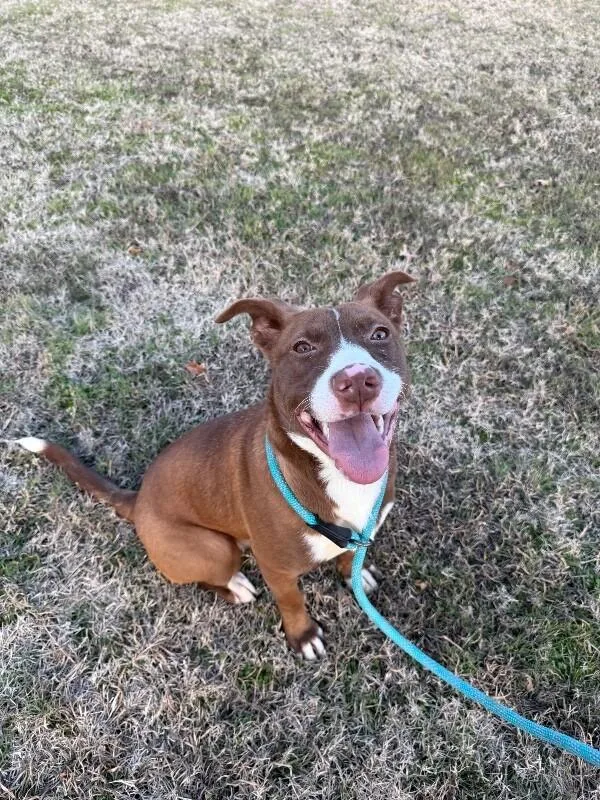 Delta Dawn thumbnail 2