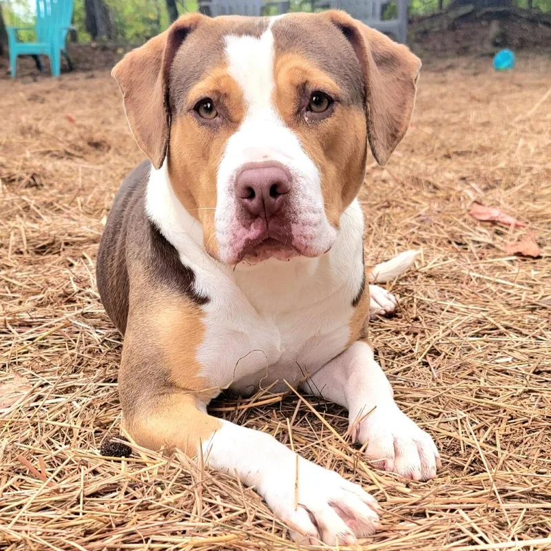 An adult medium-sized female Yellow / Tan / Blond / Fawn Labrador Retriever dog named Mavis for adoption in Valley, AL