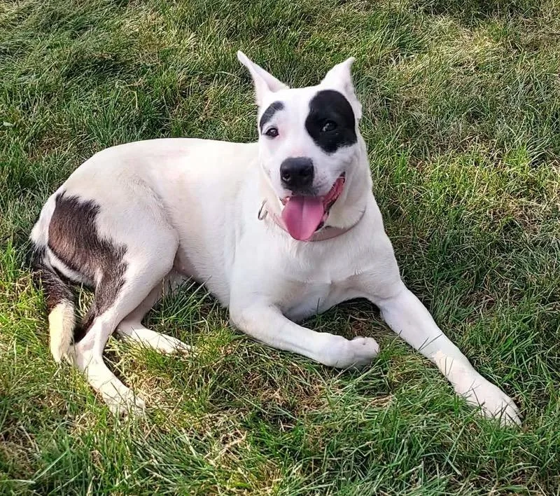 A baby medium-sized female Mixed Breed dog named Queen for adoption in Charlotte, MI