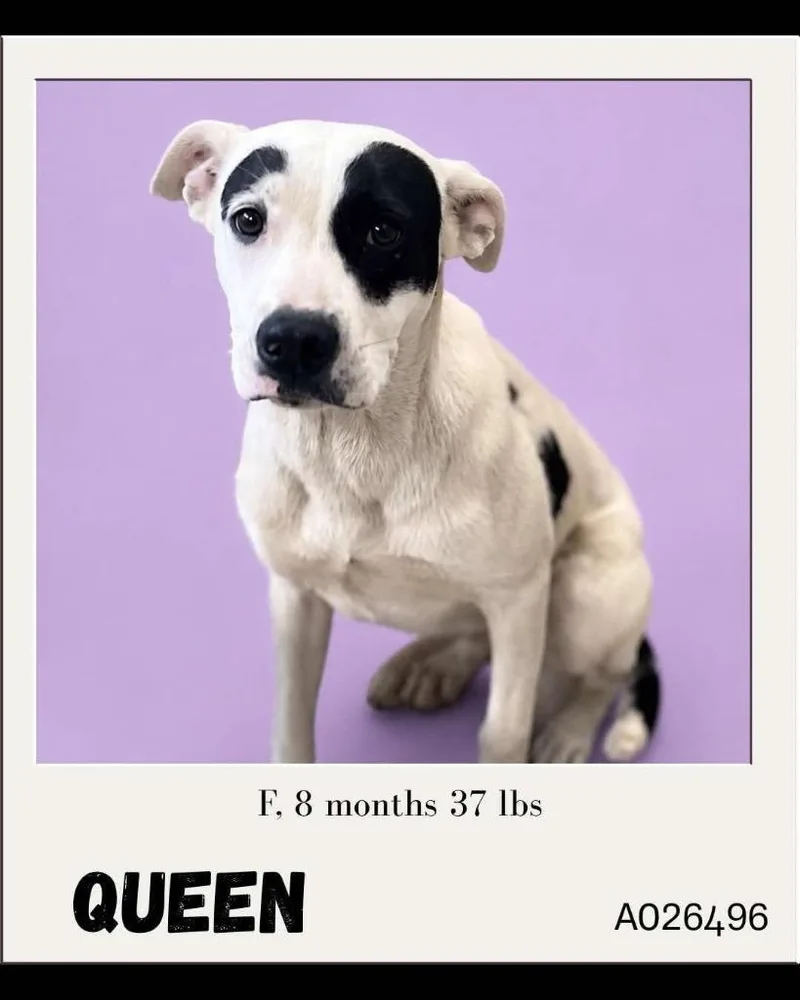 Queen thumbnail 2