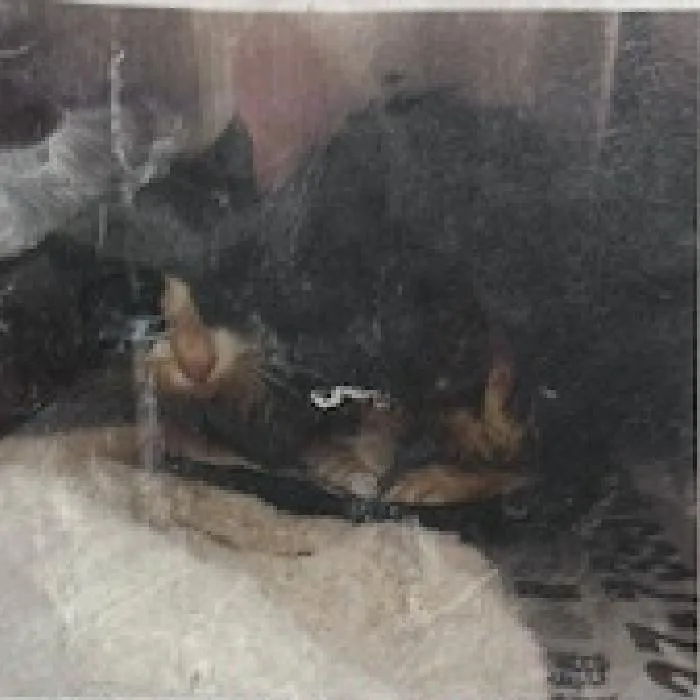 Zorro