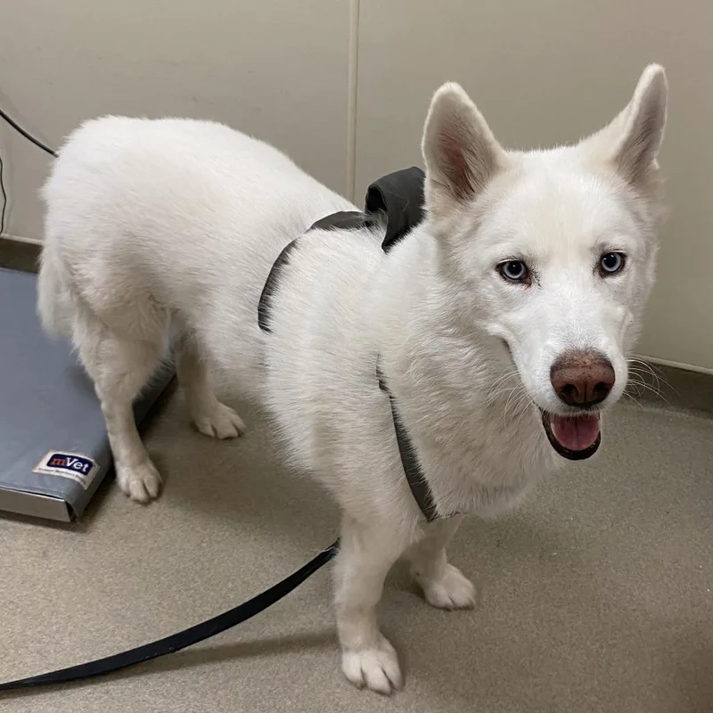 A senior large-sized male White / Cream Husky dog named Bailey for adoption in Lynchburg, VA
