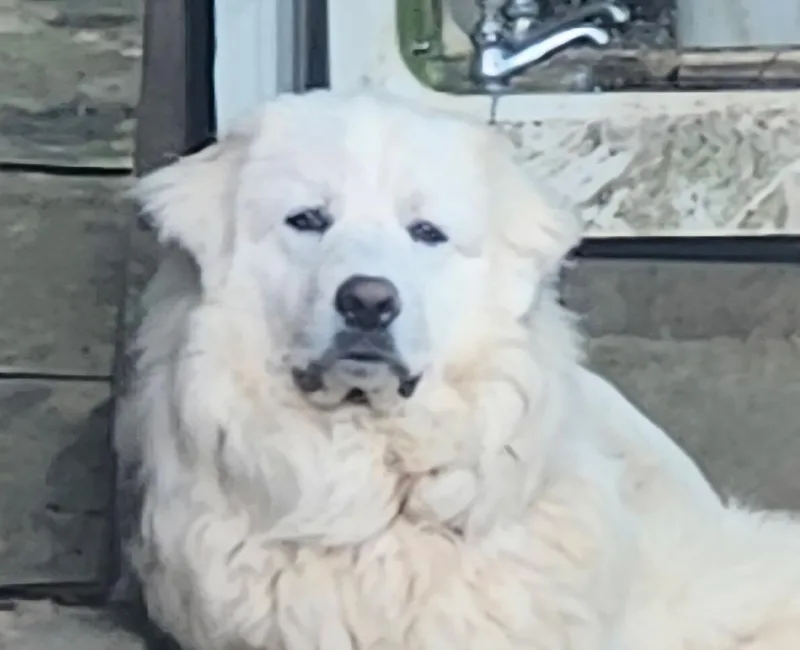 A young extra large-sized male Great Pyrenees dog named Bear for adoption in Fosters, AL