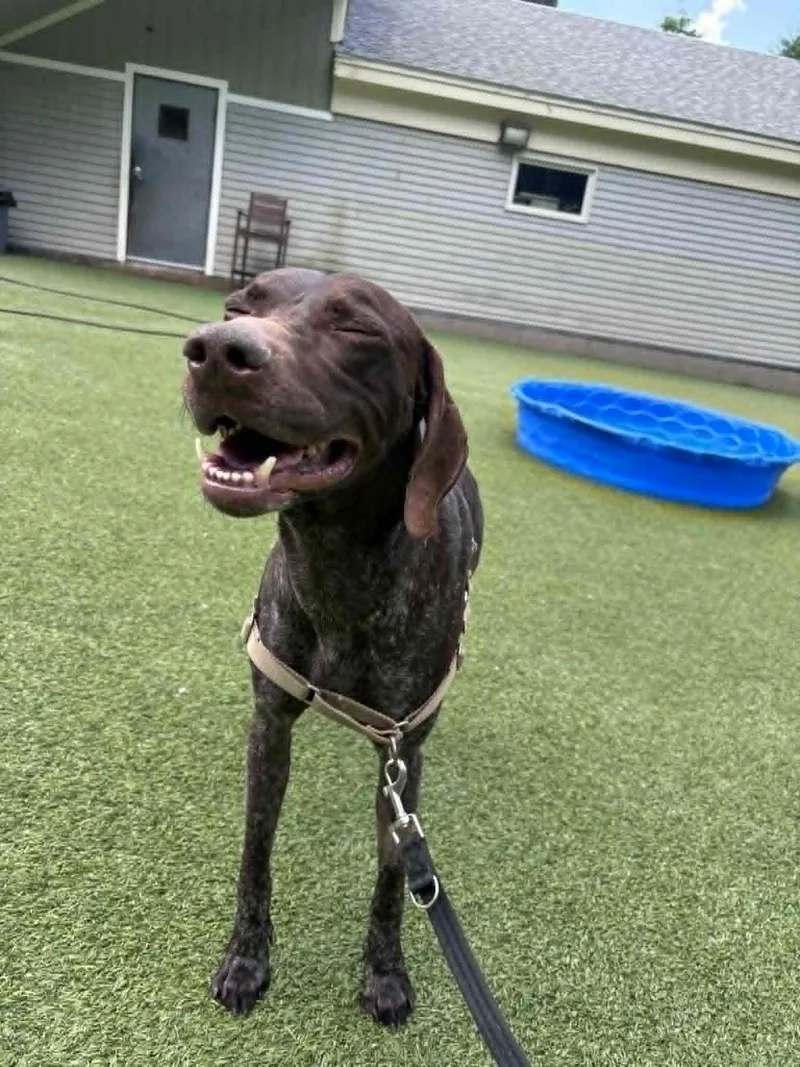 An adult medium-sized male German Shorthaired Pointer dog named Ammo for adoption in Tewksbury, MA