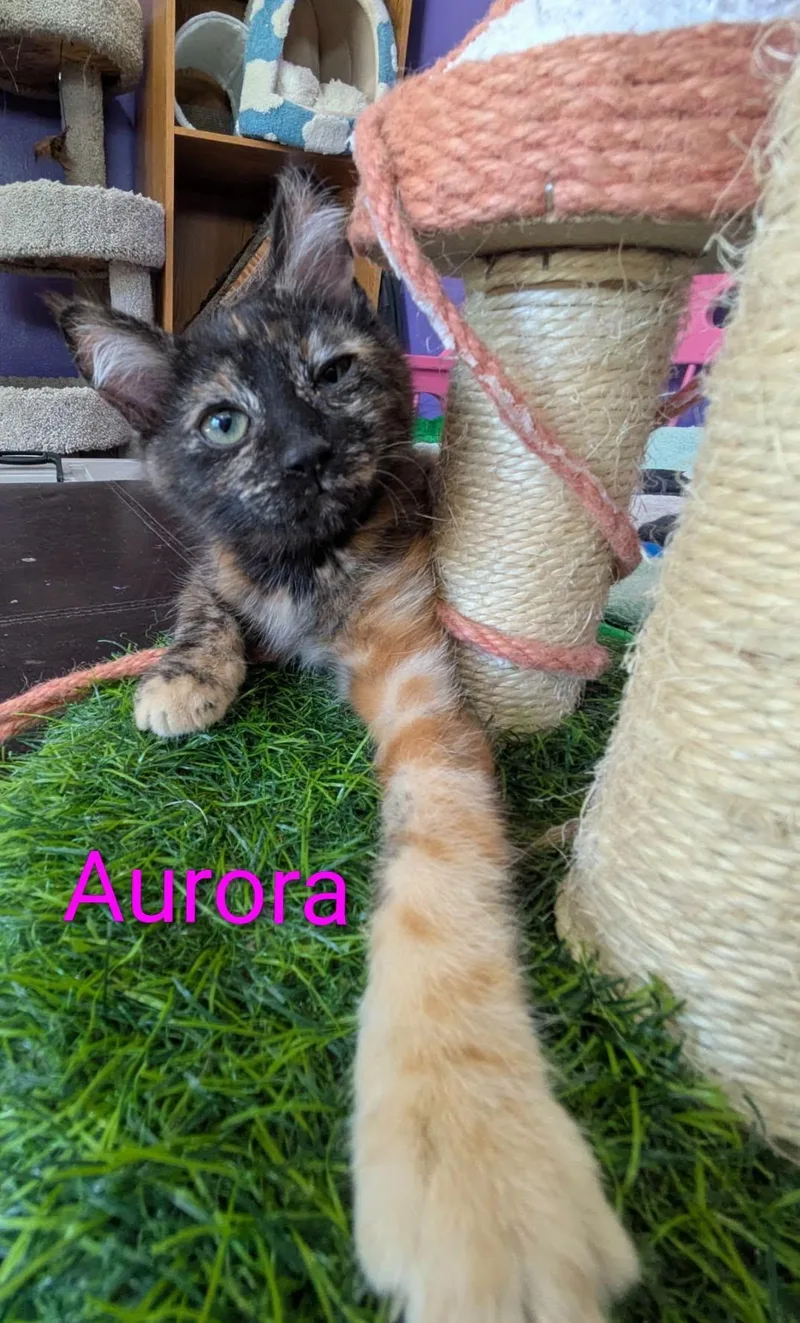 A baby small-sized female Domestic Short Hair cat named Aurora for adoption in Logan, UT