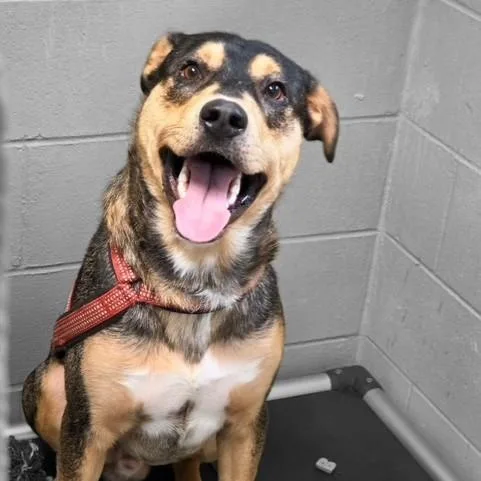 An adult large-sized male Shepherd dog named Titan for adoption in Triadelphia, WV