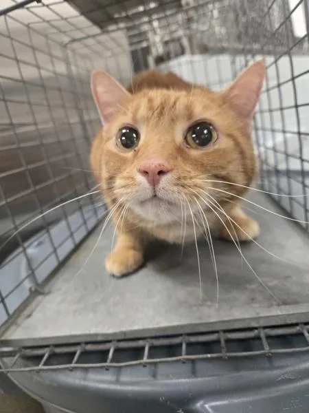 A senior medium-sized female Domestic Short Hair cat named Summer for adoption in Millersville, MD