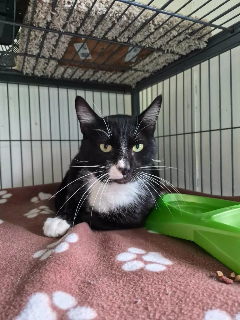 A young medium-sized male Domestic Short Hair cat named Socks for adoption in Center, TX