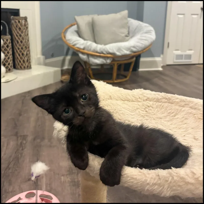 A young medium-sized male Black Domestic Short Hair cat named Zen for adoption in Roswell, GA