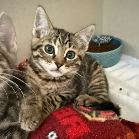 A baby small-sized female Brown / Chocolate Domestic Short Hair cat named Brandy for adoption in Redwood City, CA