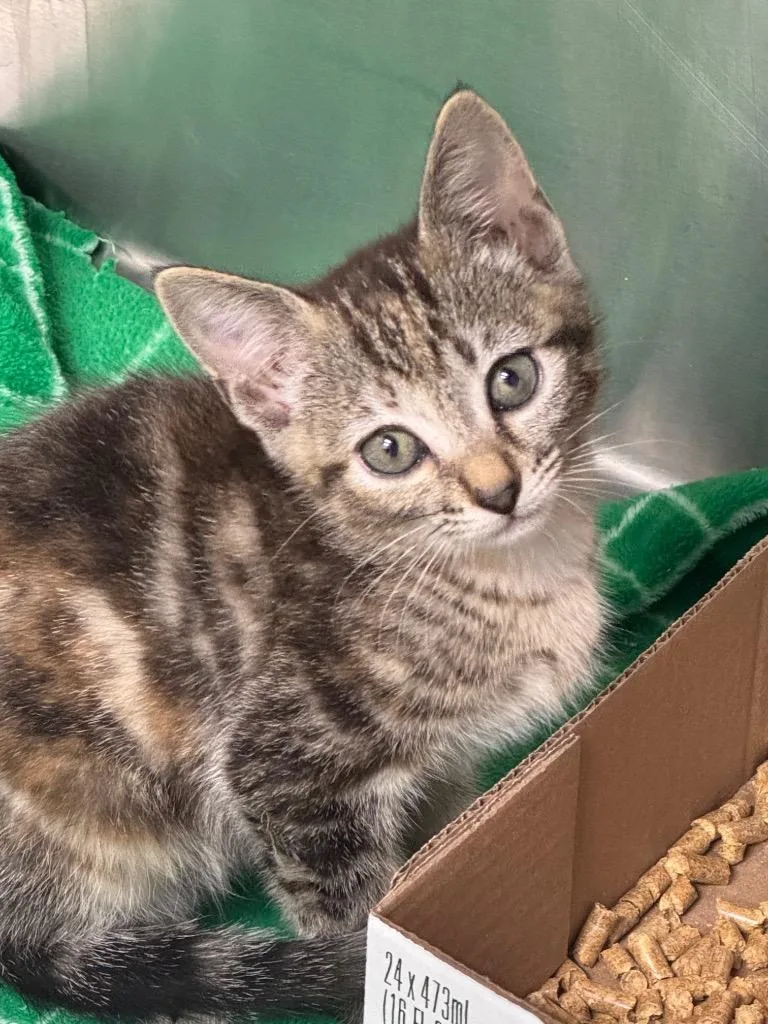 A baby medium-sized female Domestic Short Hair cat named Starfire for adoption in Danielsville, GA