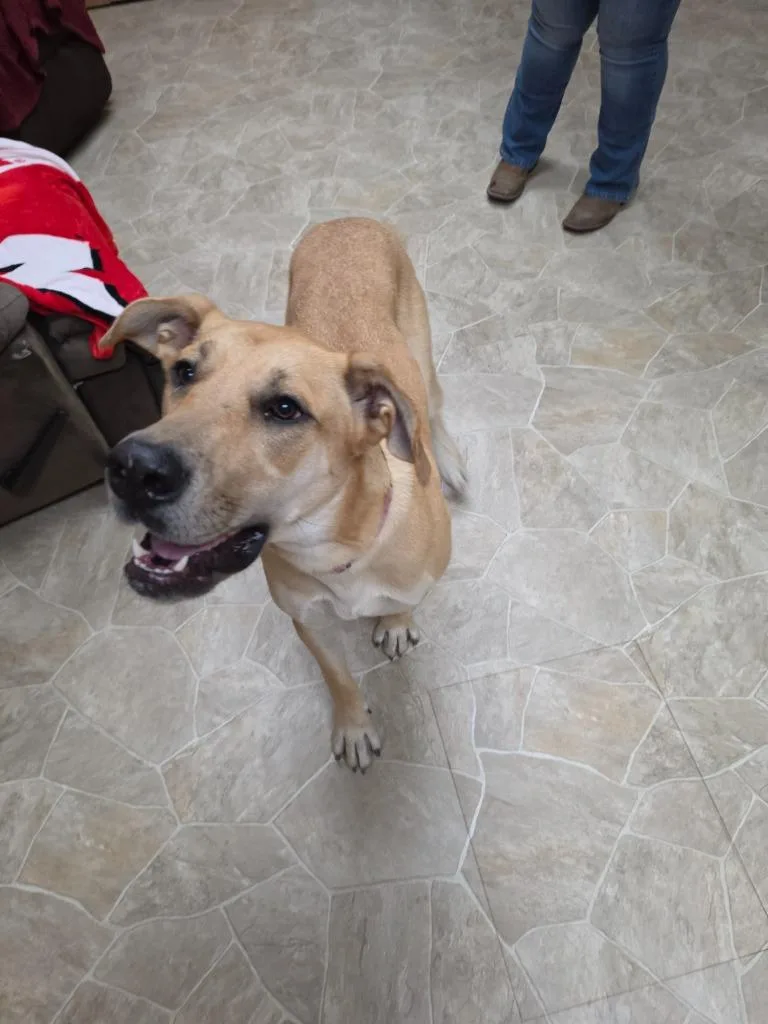 A young extra large-sized female Great Dane dog named Luna for adoption in Neillsville, WI