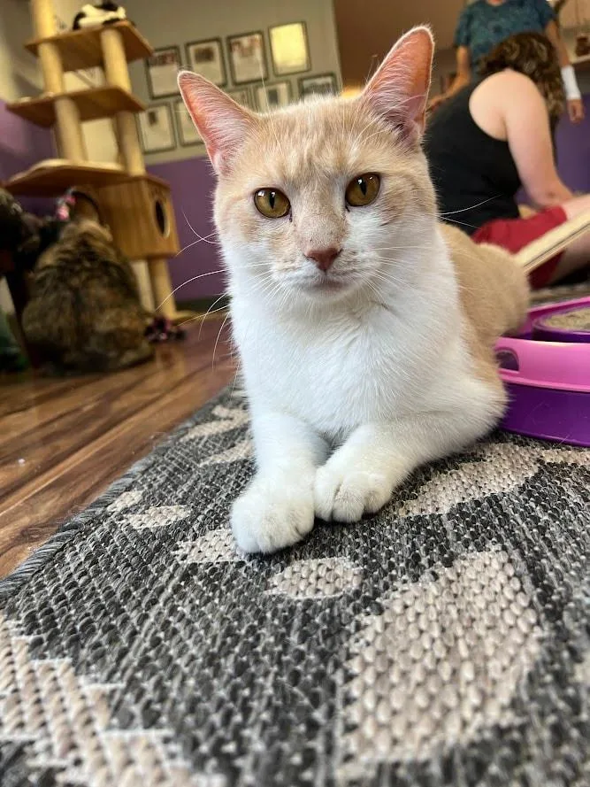 Lawrence thumbnail 2